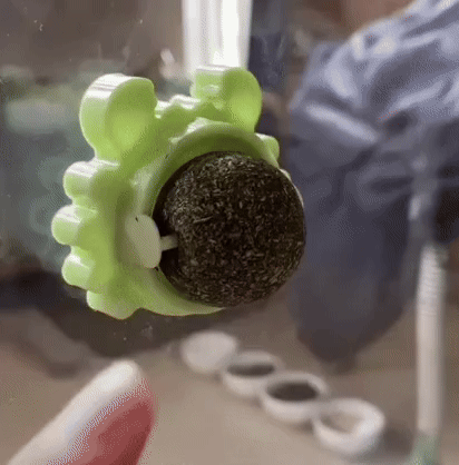 Bola de parede com erva-gateira